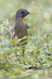Image. Plain Chachalaca