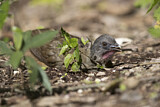 Image. Plain Chachalaca
