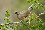 Image. Plain Chachalaca
