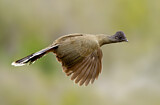 Image. Plain Chachalaca