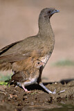 Image. Plain Chachalaca