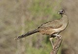 Image. Plain Chachalaca
