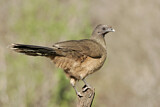 Image. Plain Chachalaca