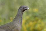 Image. Plain Chachalaca