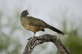 Image. Plain Chachalaca
