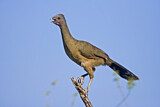 Image. Plain Chachalaca