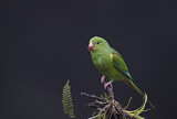 Image. Plain Parakeet