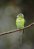 Image. Plain Parakeet
