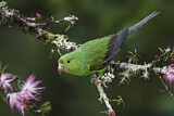 Image. Plain Parakeet