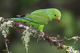 Image. Plain Parakeet
