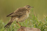 Image. Plain-backed Pipit