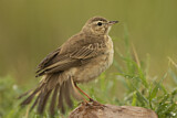 Image. Plain-backed Pipit