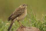 Image. Plain-backed Pipit