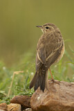 Image. Plain-backed Pipit