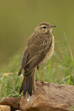 Image. Plain-backed Pipit