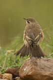Image. Plain-backed Pipit