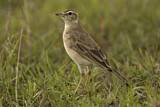 Image. Plain-backed Pipit