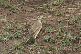 Image. Plain-backed Pipit