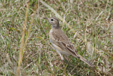 Image. Plain-backed Pipit
