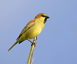 Image. Plain-backed Sparrow