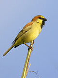 Image. Plain-backed Sparrow