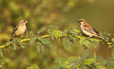 Image. Plain-backed Sparrow