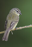 Image. Planaltokleintyrann