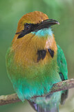 Image. Plattschnabelmotmot