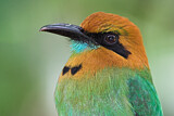 Image. Plattschnabelmotmot