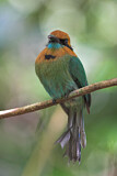 Image. Plattschnabelmotmot