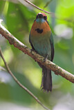Image. Plattschnabelmotmot