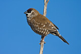 Image. Plum-headed Finch