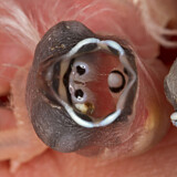 Image. Plum-headed Finch