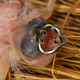 Image. Plum-headed Finch