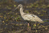 Image. Plumbeous Ibis
