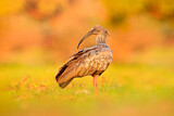 Image. Plumbeous Ibis