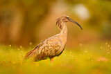 Image. Plumbeous Ibis