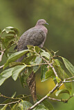 Image. Plumbeous Pigeon