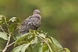 Image. Plumbeous Pigeon