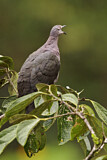 Image. Plumbeous Pigeon