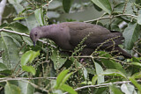 Image. Plumbeous Pigeon