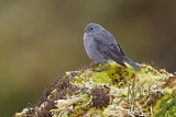 Image. Plumbeous Sierra Finch