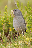 Image. Plumbeous Sierra Finch