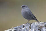 Image. Plumbeous Sierra Finch