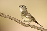 Image. Plumbeous Vireo