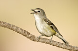 Image. Plumbeous Vireo