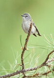 Image. Plumbeous Vireo