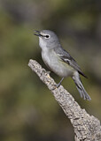 Image. Plumbeous Vireo