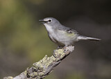 Image. Plumbeous Vireo