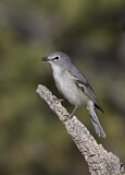 Image. Plumbeous Vireo